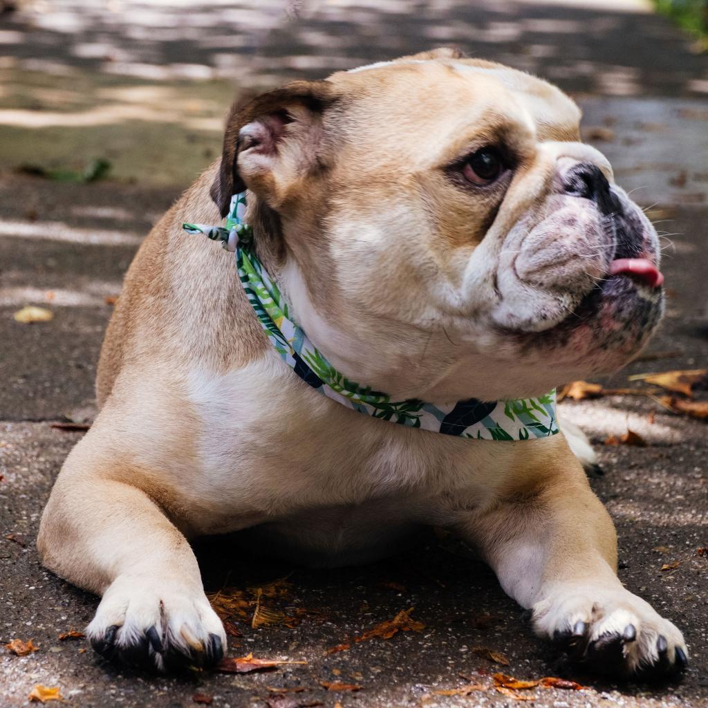 Enlarge Chunk, a Adoptable English Bulldog in Turlock, CA image 6/6