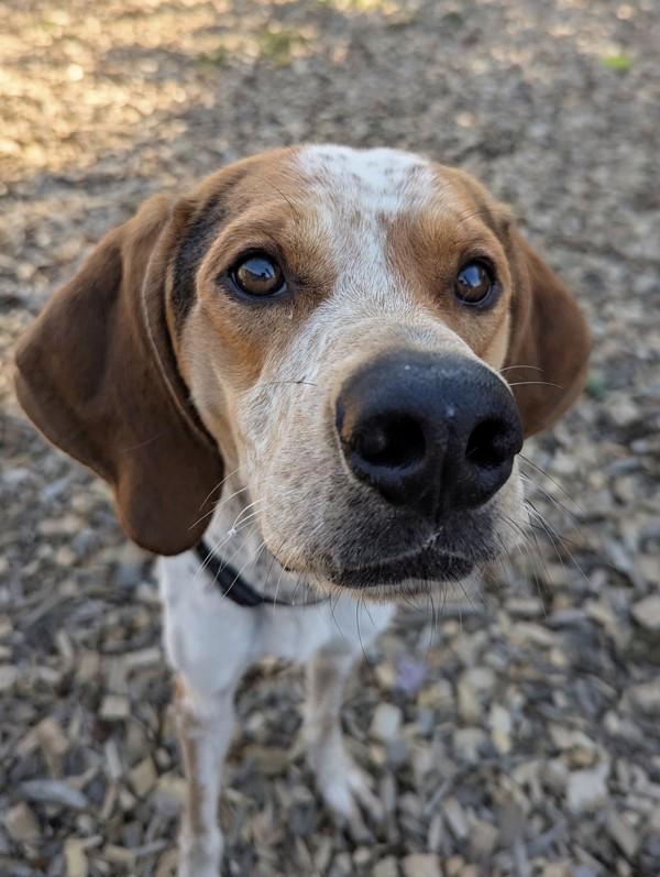 Enlarge Barnaby, a Adoptable mixed breed in Salem, OR image 1/1