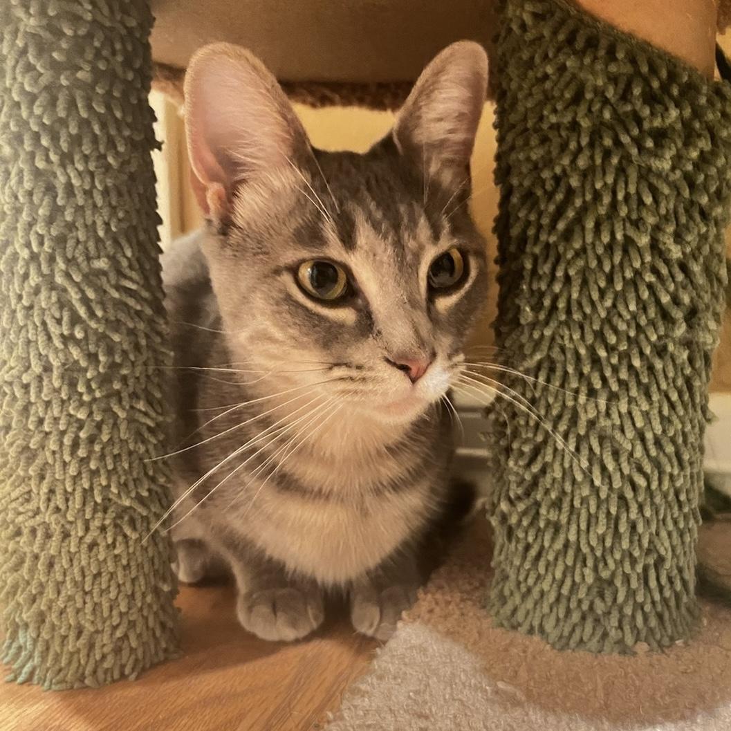 Precious, a Adoptable Domestic Short Hair in Bentonville, AR image 1/3