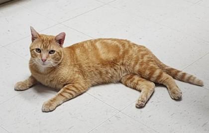 Vern, ADOPTABLE, Adult Male Domestic Short Hair.