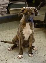 Annelise, Adoptable, Young Female Black Mouth Cur.