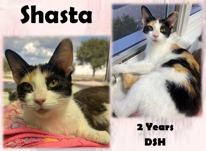 Shasta