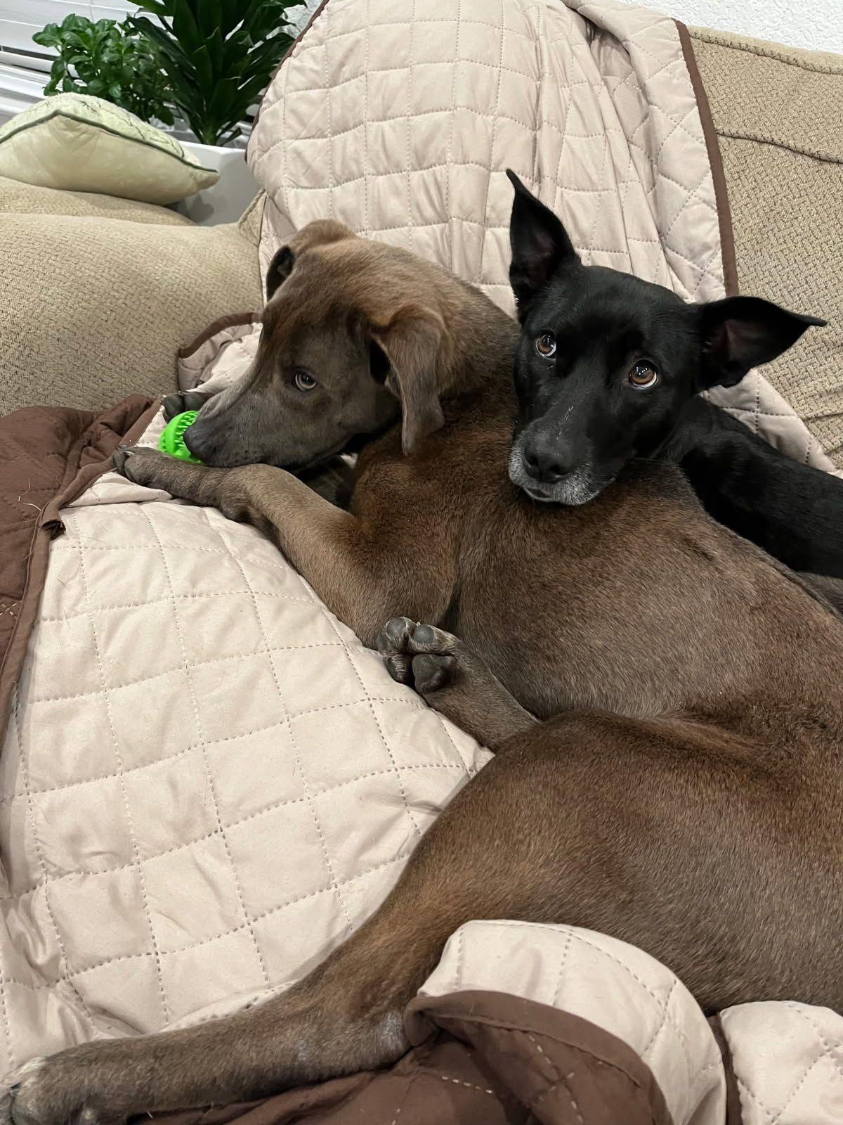 Enlarge Meet Hana- A Bright, Happy Companion Looking for Her Forever Home, a ADOPTABLE mixed breed in Virginia Beach, VA image 3/5