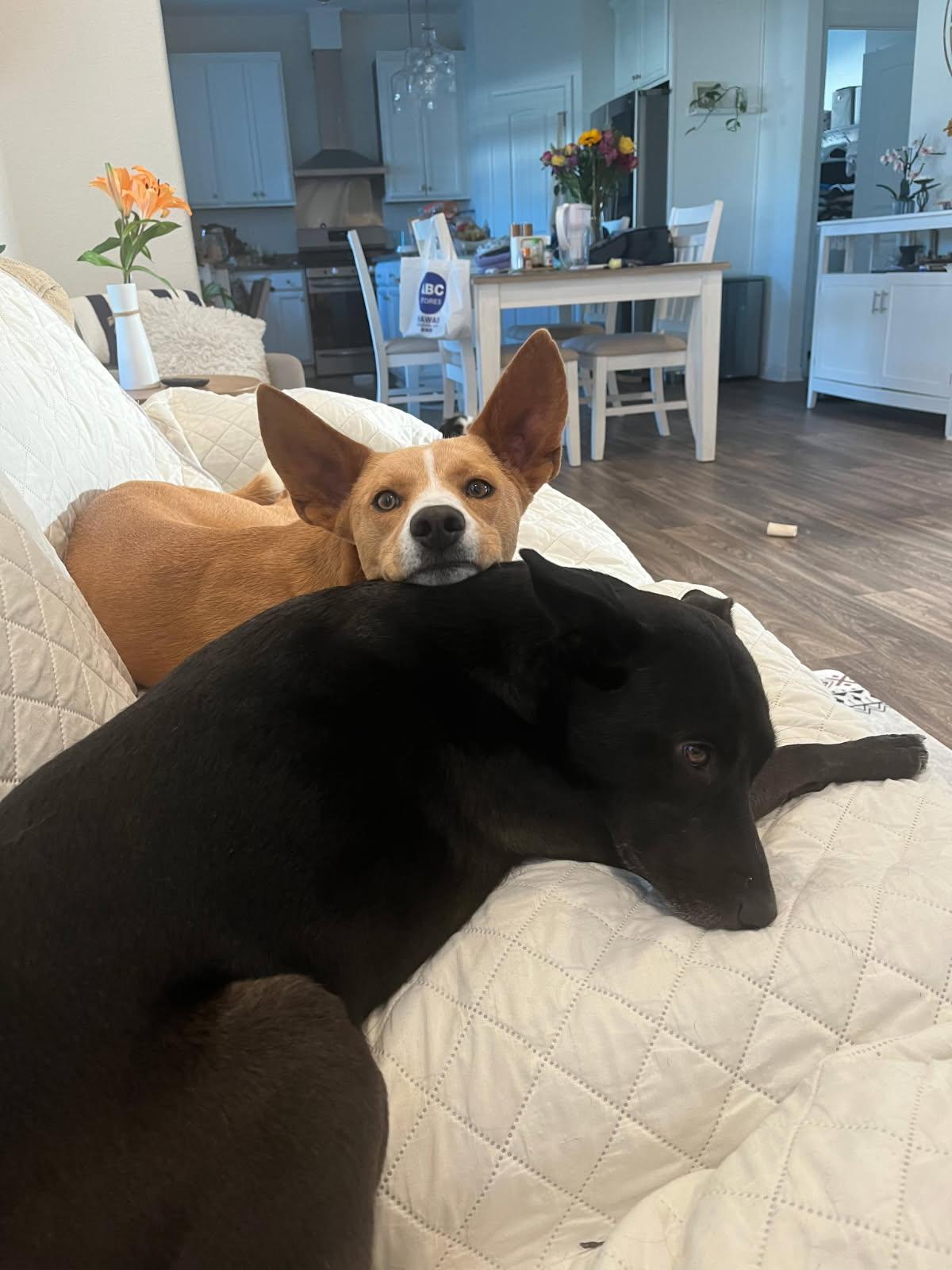 Enlarge Meet Hana- A Bright, Happy Companion Looking for Her Forever Home, a ADOPTABLE mixed breed in Virginia Beach, VA image 5/5