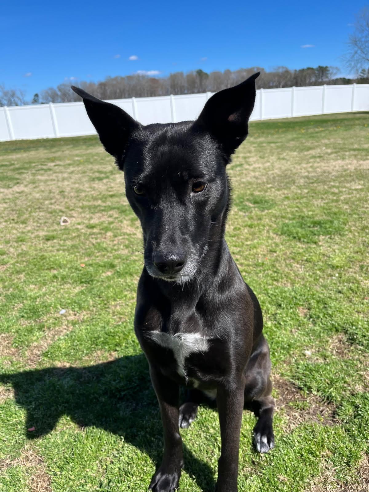 Enlarge Meet Hana- A Bright, Happy Companion Looking for Her Forever Home, a ADOPTABLE mixed breed in Virginia Beach, VA image 1/5