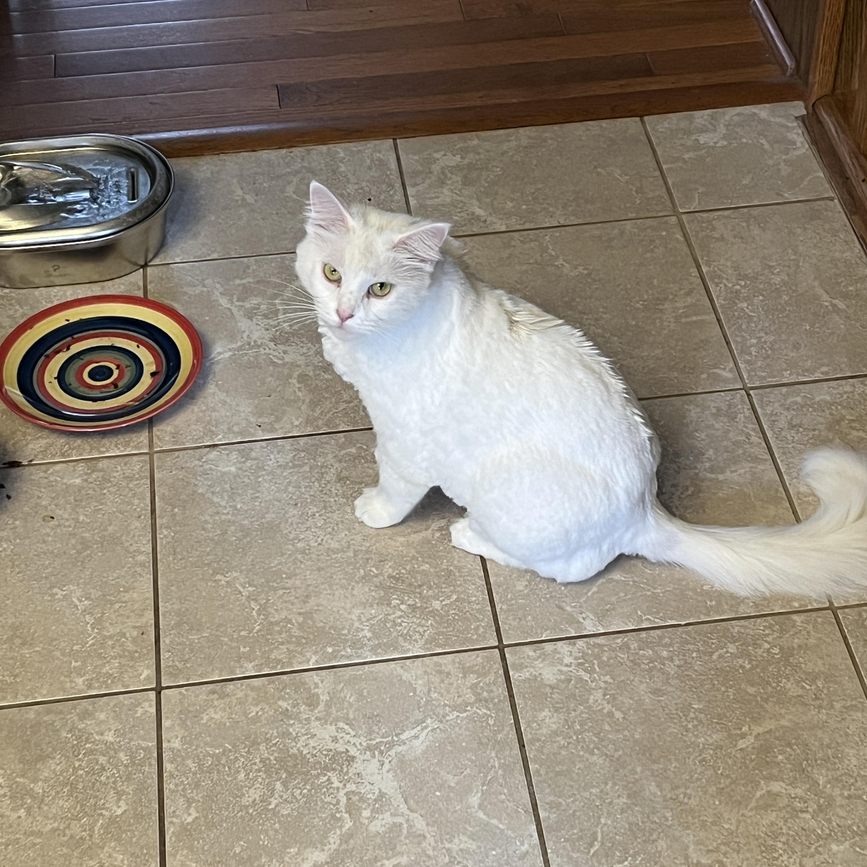 Priscilla, Adopted, Senior Female Domestic Long Hair.