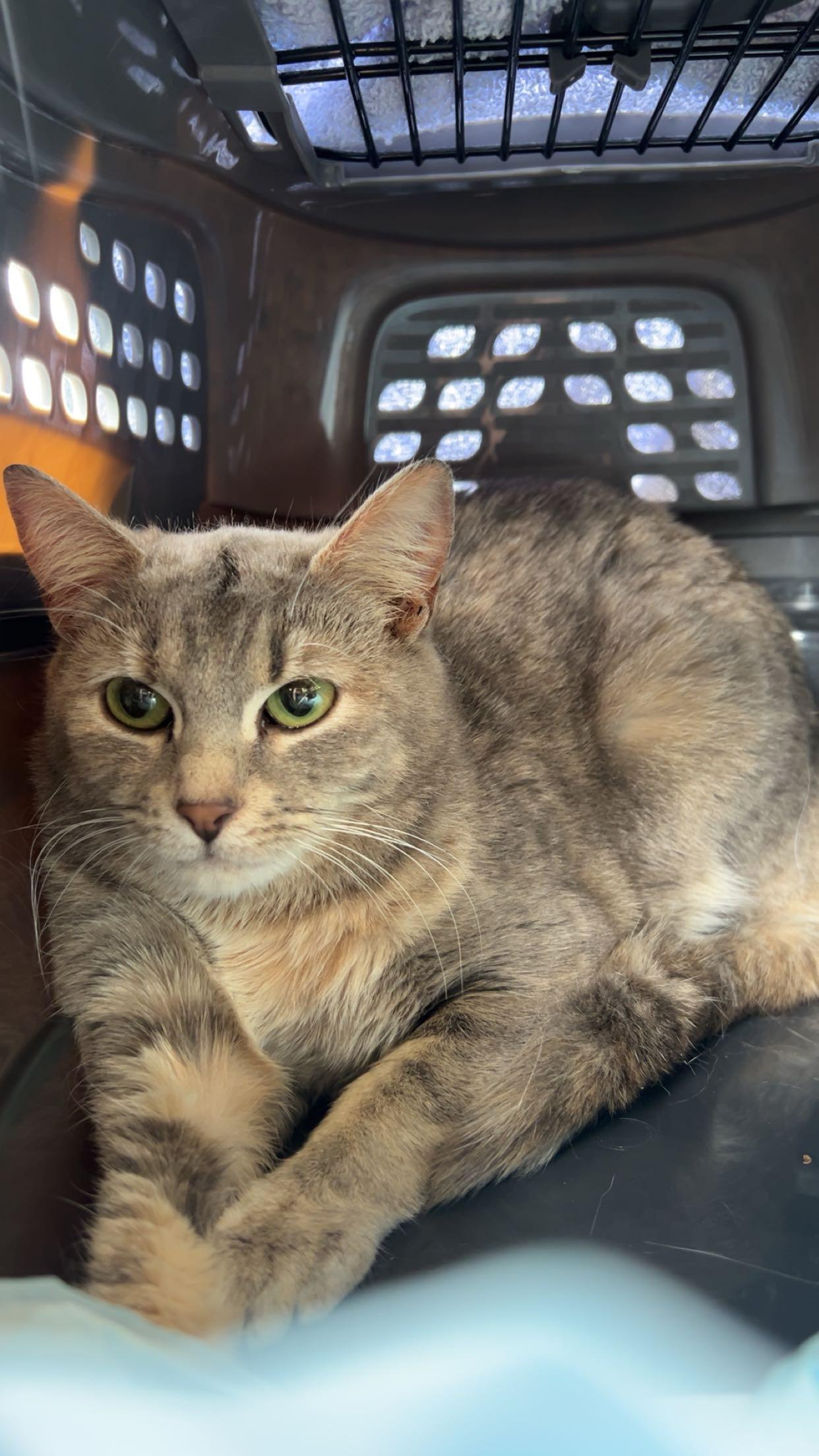 Pluto, adopted, Adult Female Domestic Short Hair.