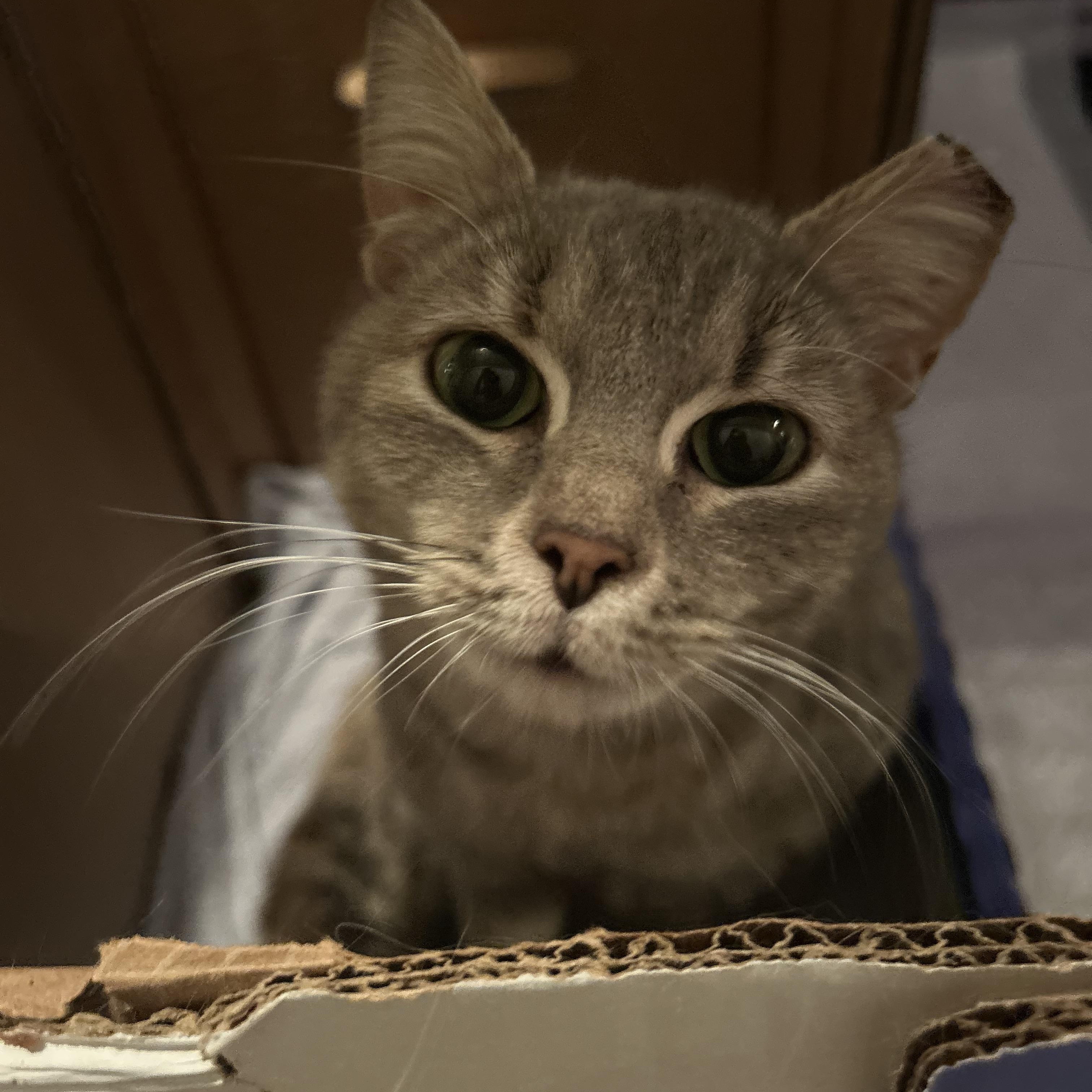 Enlarge Pluto, an adopted Domestic Short Hair in Fort Oglethorpe, GA image 2/2