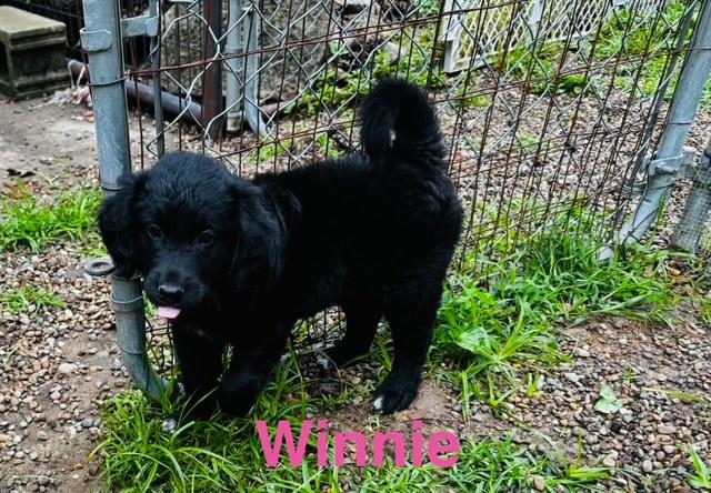 Winnie, an adopted mixed breed in Aurora, IL image 3/4