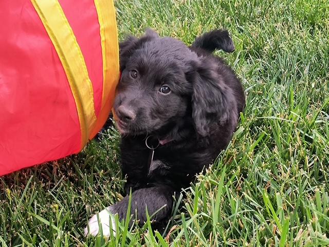Winnie, an adopted mixed breed in Aurora, IL image 1/4