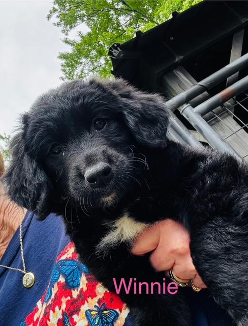 Winnie, an adopted mixed breed in Aurora, IL image 4/4