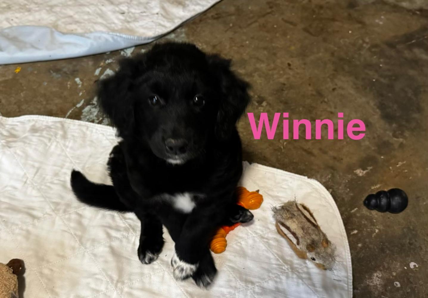 Winnie, an adopted mixed breed in Aurora, IL image 2/4