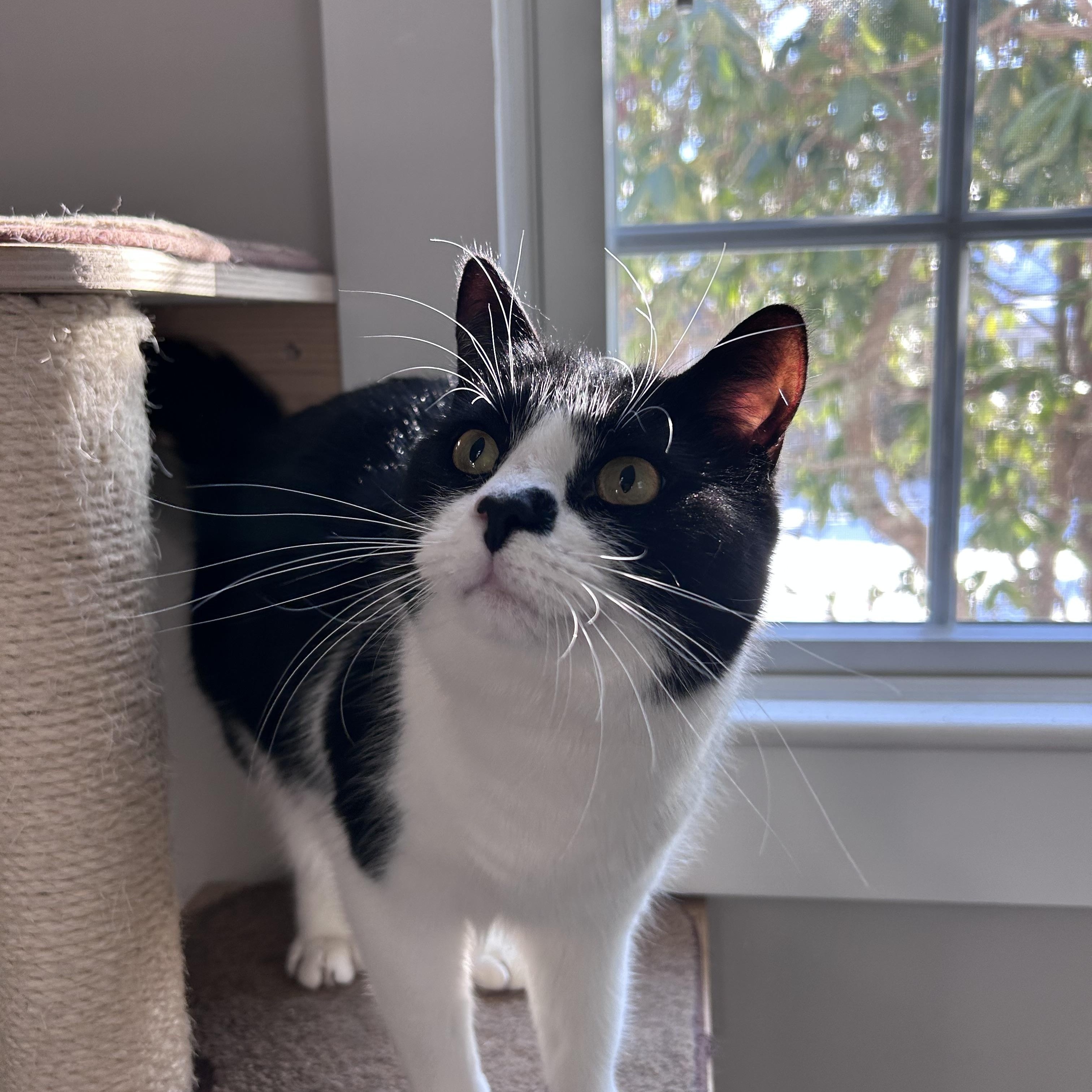 Poppy, adopted, Young Female Domestic Short Hair.