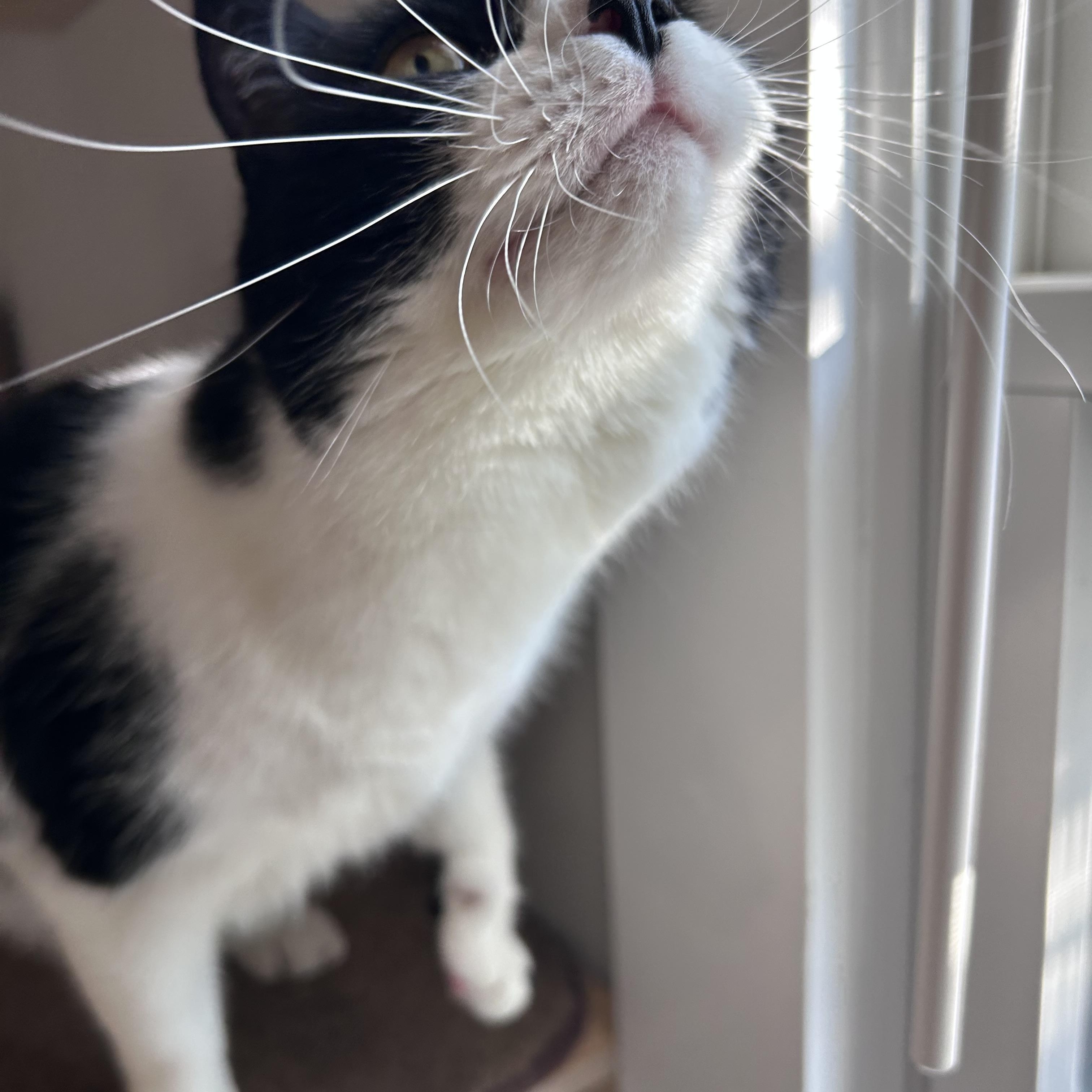 Poppy, an adopted Domestic Short Hair in Bourne, MA image 2/5