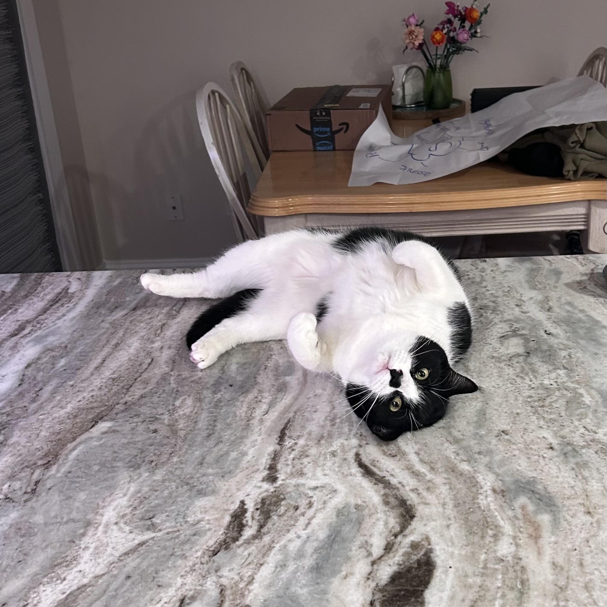 Poppy, an adopted Domestic Short Hair in Bourne, MA image 4/5