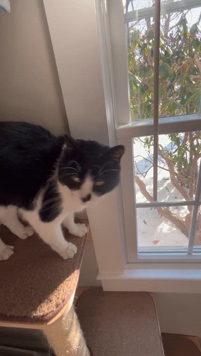 Enlarge Poppy, an adopted Domestic Short Hair in Bourne, MA video 5/5