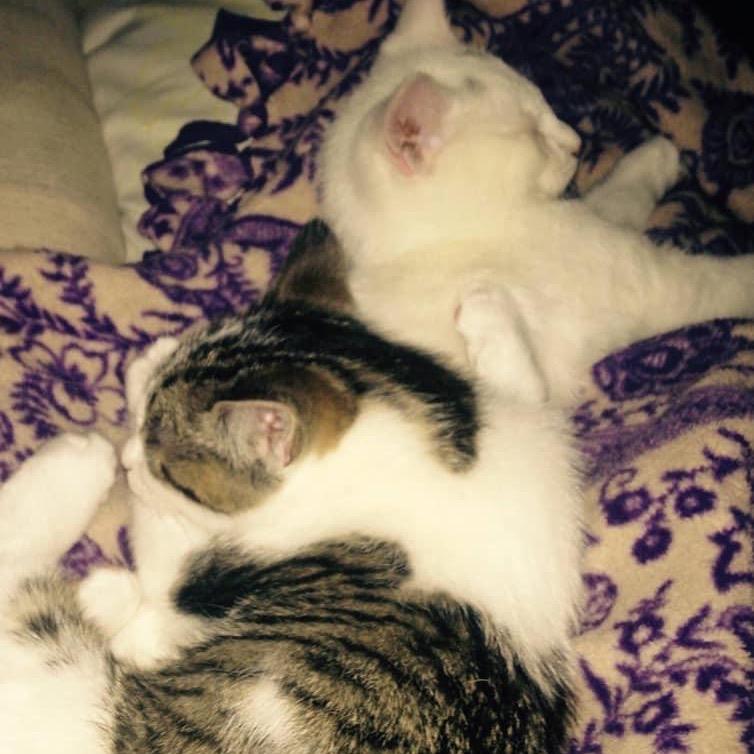 Tucker — thumbnail 2