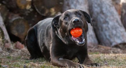 Indy, Adoptable, Adult Male Labrador Retriever & German Shepherd Dog.