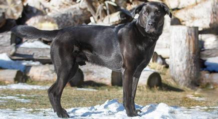 Indy, a Adoptable mixed breed in Carlsbad Springs, ON image 2/6