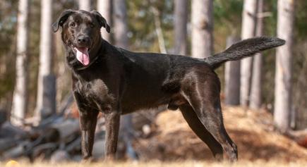 Indy, a Adoptable mixed breed in Carlsbad Springs, ON image 3/6