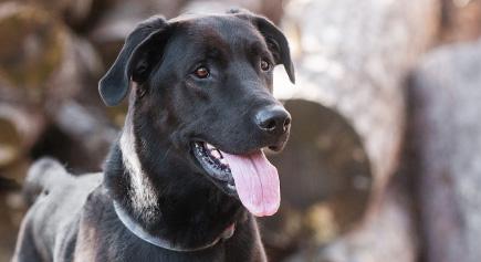 Indy, a Adoptable mixed breed in Carlsbad Springs, ON image 4/6