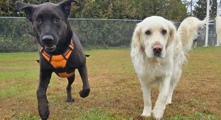 Indy, a Adoptable mixed breed in Carlsbad Springs, ON image 5/6