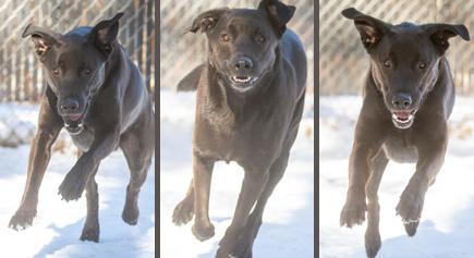 Indy, a Adoptable mixed breed in Carlsbad Springs, ON image 6/6