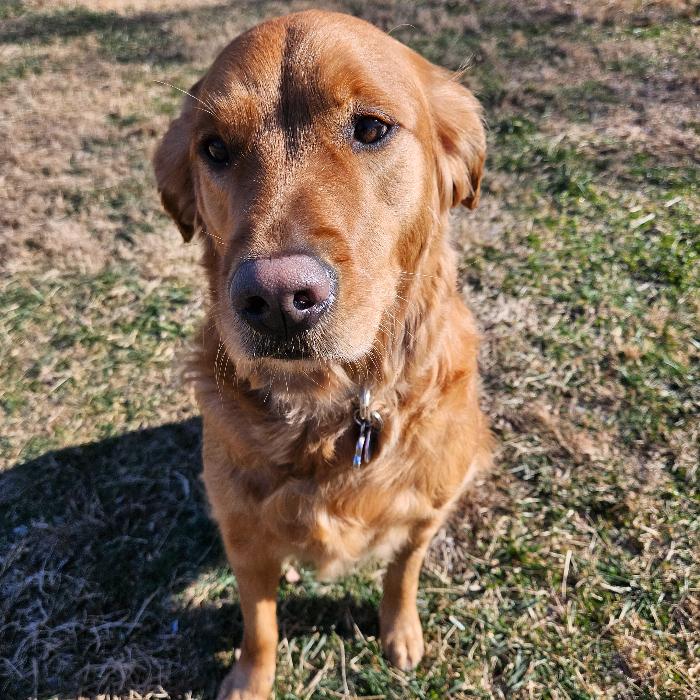 Enlarge Amber #7370, a Adopted Golden Retriever in Louisville, KY image 1/6