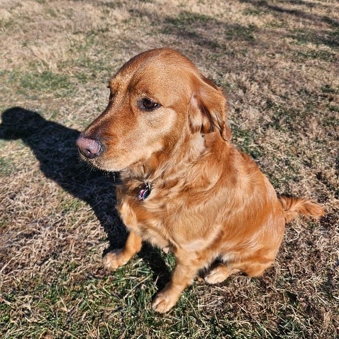 Enlarge Amber #7370, a Adopted Golden Retriever in Louisville, KY image 2/6