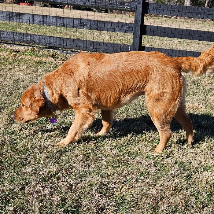 Enlarge Amber #7370, a Adopted Golden Retriever in Louisville, KY image 3/6
