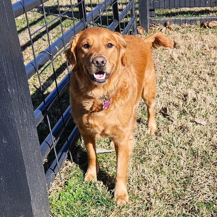 Enlarge Amber #7370, a Adopted Golden Retriever in Louisville, KY image 4/6