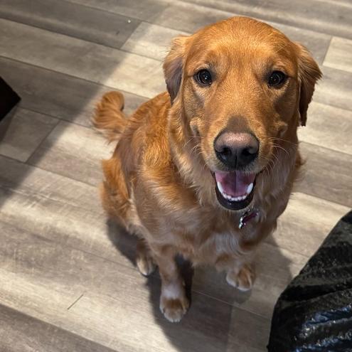 Enlarge Amber #7370, a Adopted Golden Retriever in Louisville, KY image 5/6