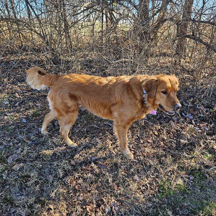 Enlarge Amber #7370, a Adopted Golden Retriever in Louisville, KY image 6/6