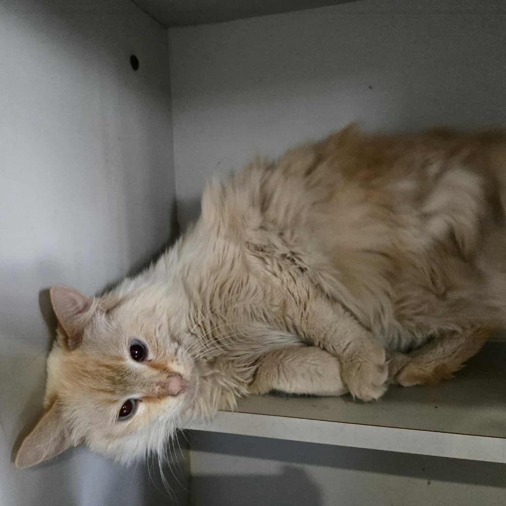 Electra-SPONSORED!, Adoptable, Adult Female Domestic Long Hair.