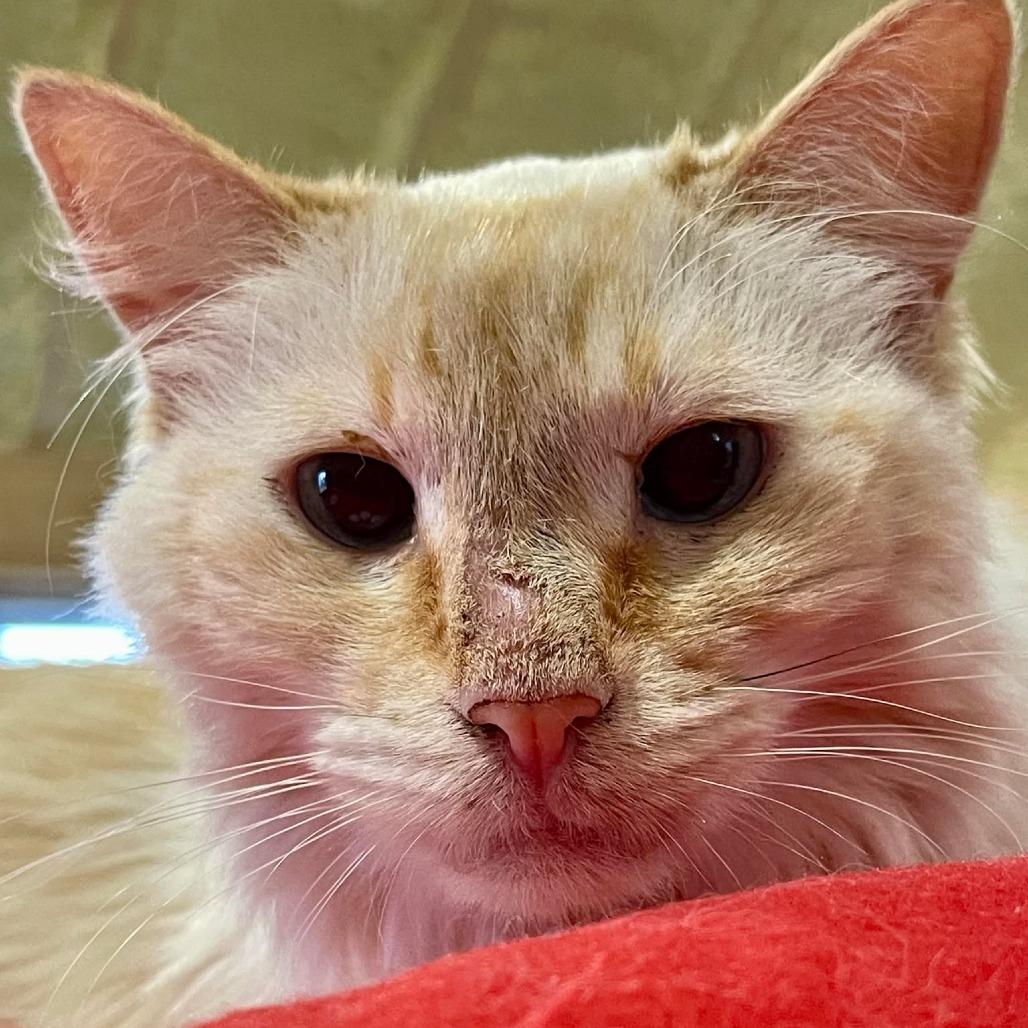 Electra-SPONSORED!, a Adoptable Domestic Long Hair in Flower Mound, TX image 2/6