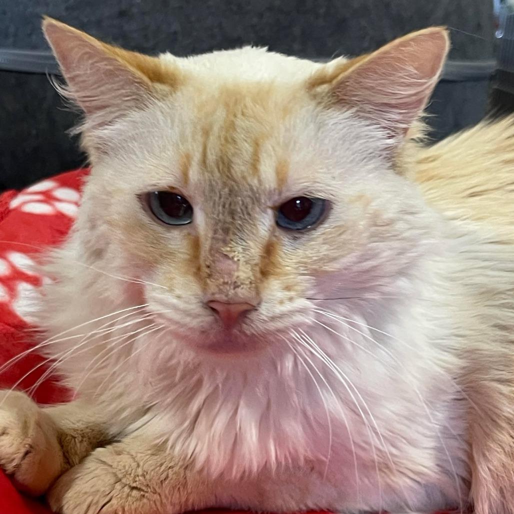 Electra-SPONSORED!, a Adoptable Domestic Long Hair in Flower Mound, TX image 4/6