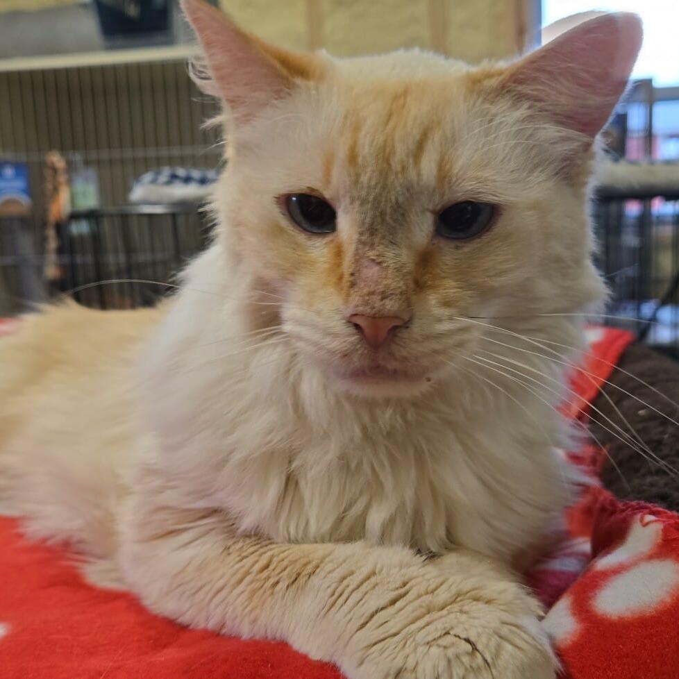 Electra-SPONSORED!, a Adoptable Domestic Long Hair in Flower Mound, TX image 6/6