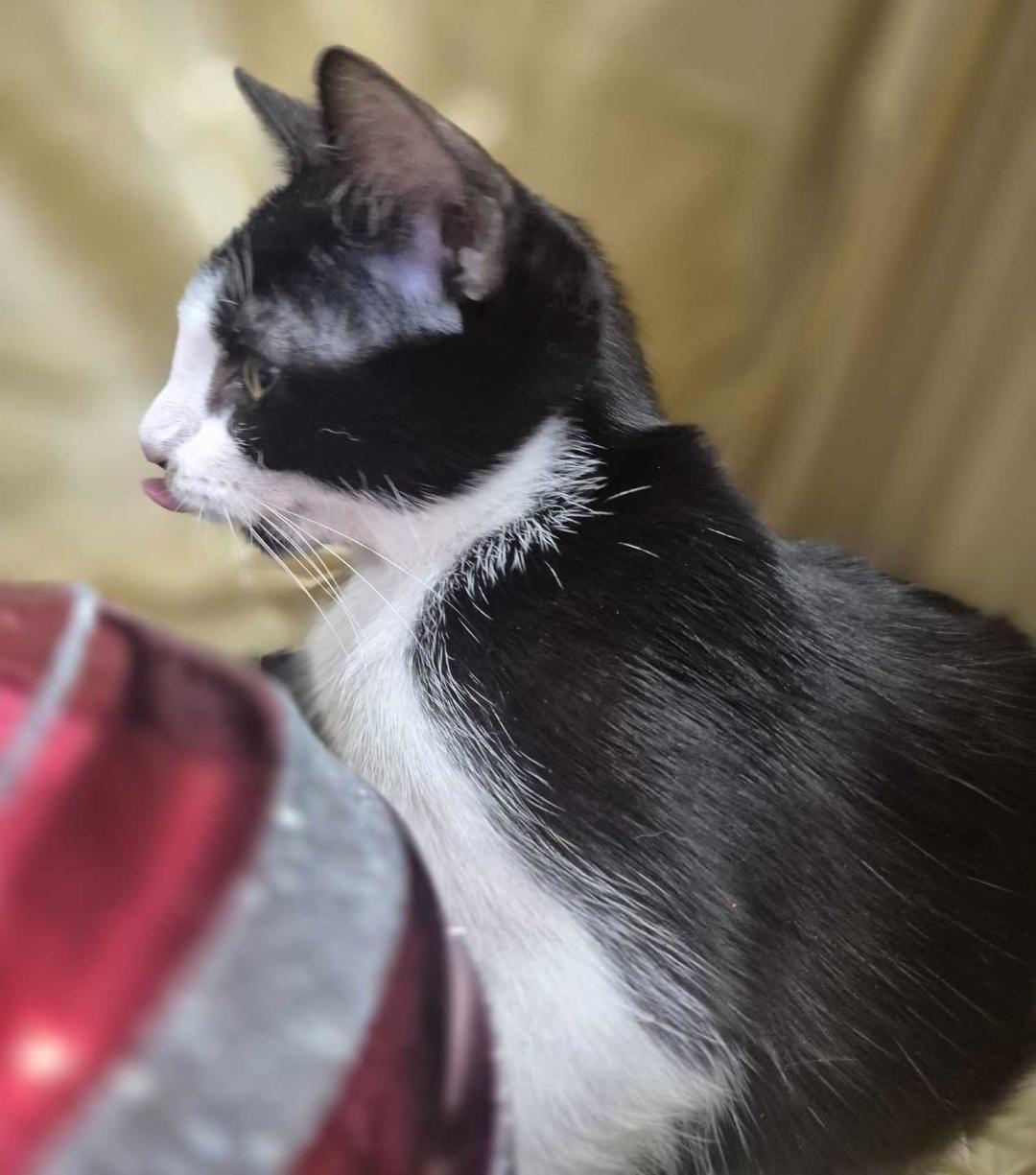 Baby, Adoptable, Young Female Domestic Short Hair.