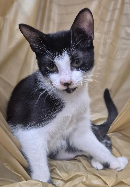 Baby, Adoptable, Young Female Domestic Short Hair.