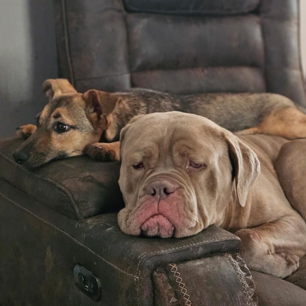 Jafar, a Adoptable Mixed Breed in Oxford, ME image 1/6