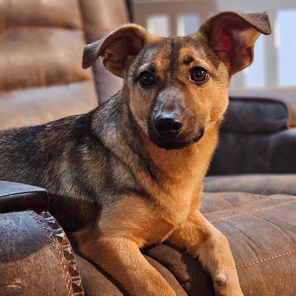 Jafar, a Adoptable Mixed Breed in Oxford, ME image 2/6