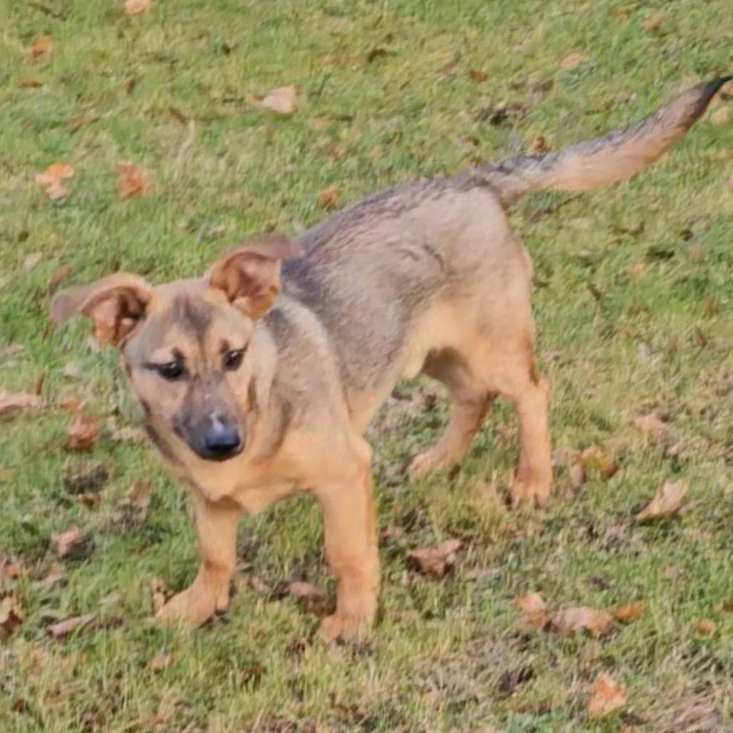Jafar, a Adoptable Mixed Breed in Oxford, ME image 3/6