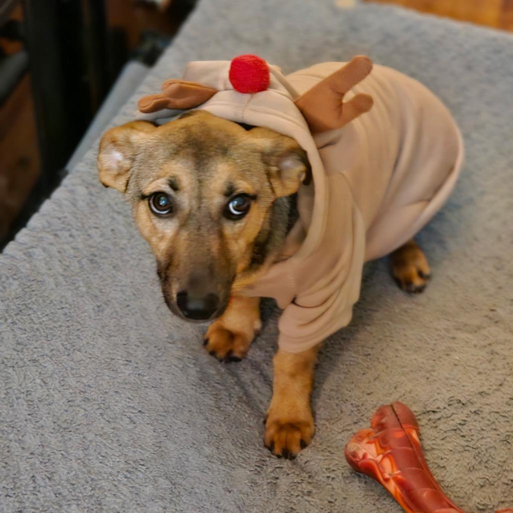 Jafar, a Adoptable Mixed Breed in Oxford, ME image 4/6