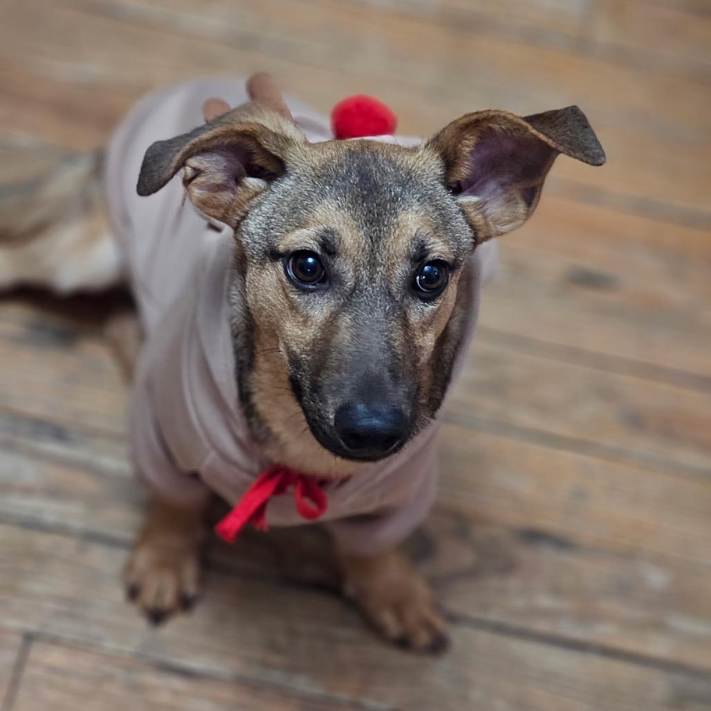 Jafar, a Adoptable Mixed Breed in Oxford, ME image 6/6