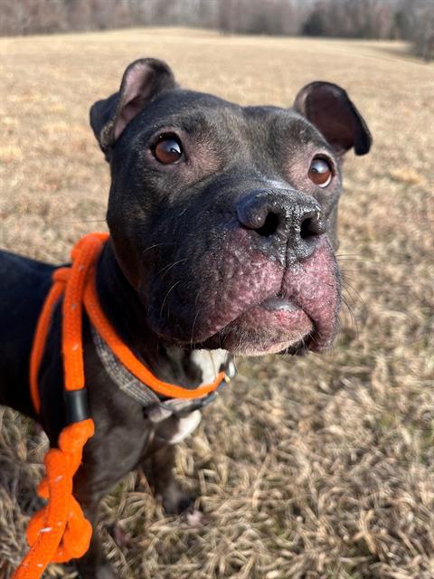 Enlarge BLUE, a Adoptable mixed breed in Upper Marlboro, MD image 1/1