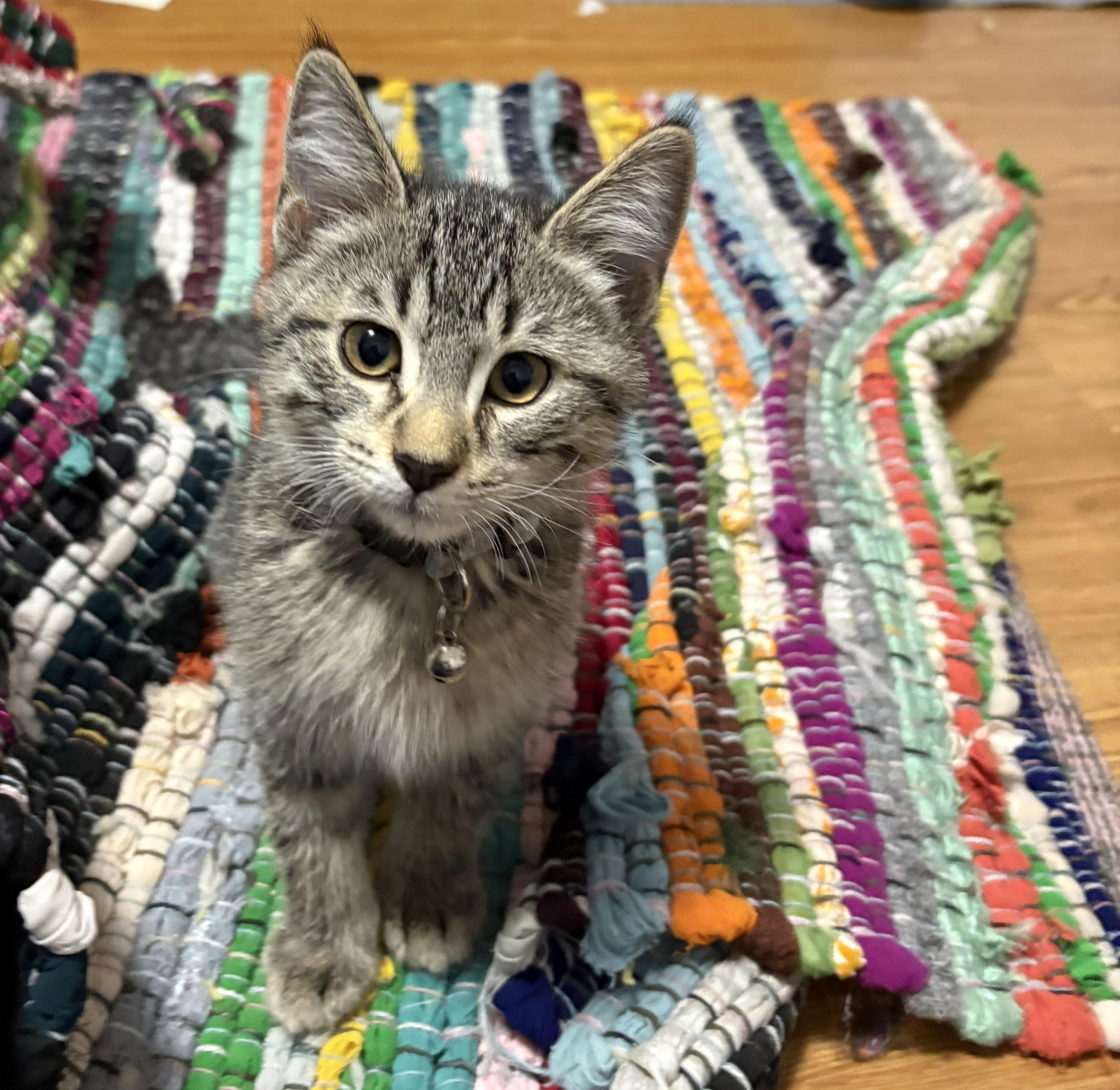 Alto, Adoptable, Kitten Male Domestic Short Hair.