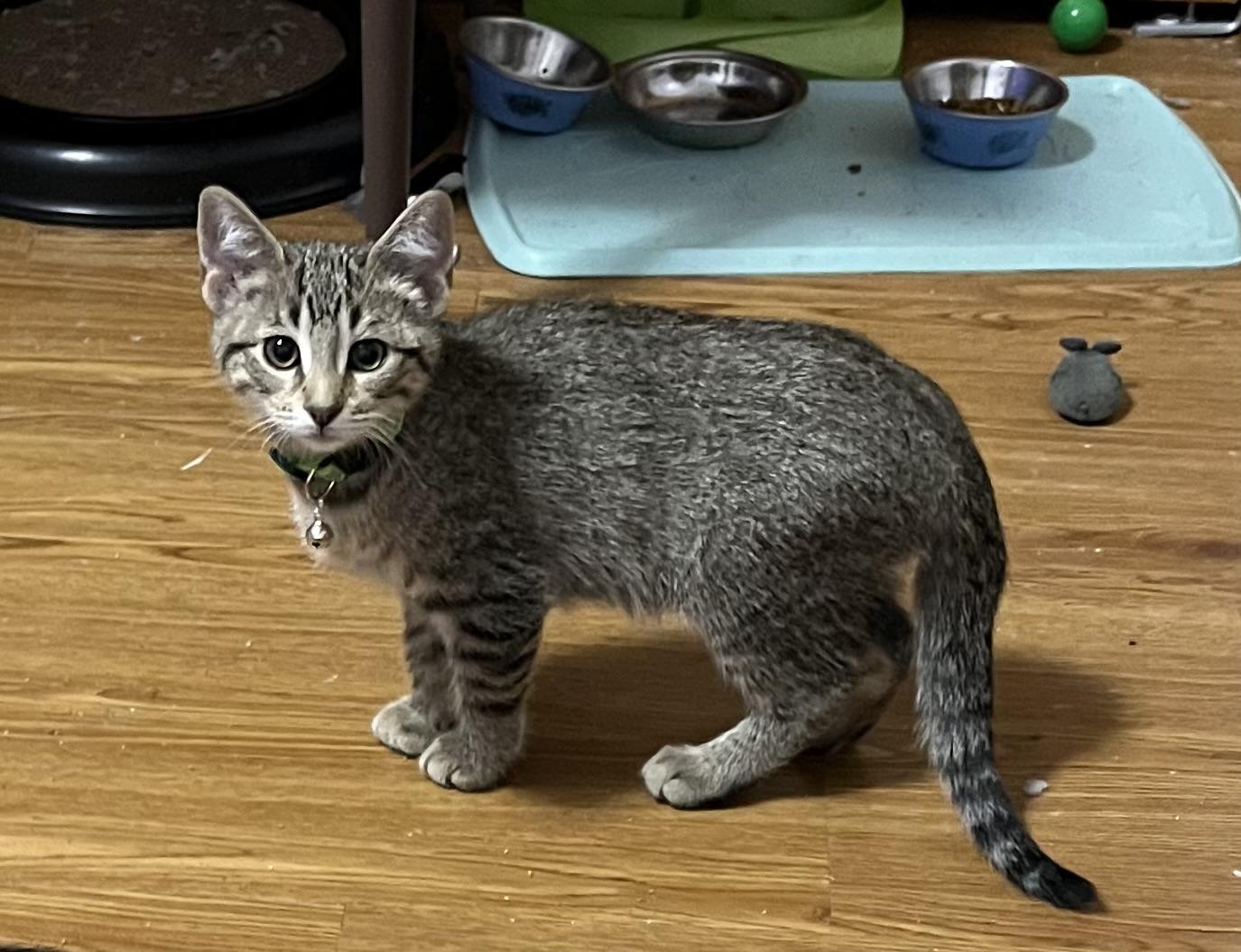 Alto, a Adoptable Domestic Short Hair in Faribault, MN image 2/2