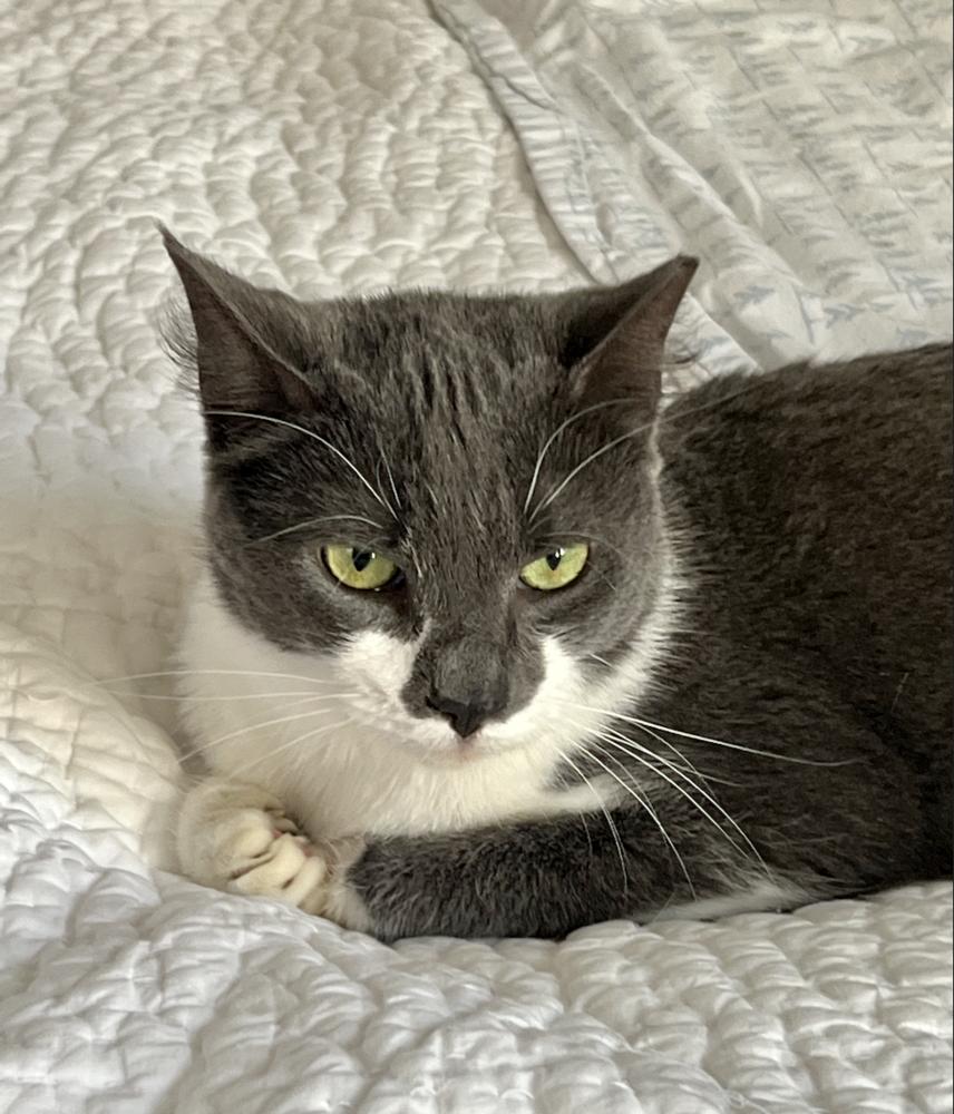 Enlarge Wyatt, a Adoptable mixed breed in Oradell, NJ image 1/3