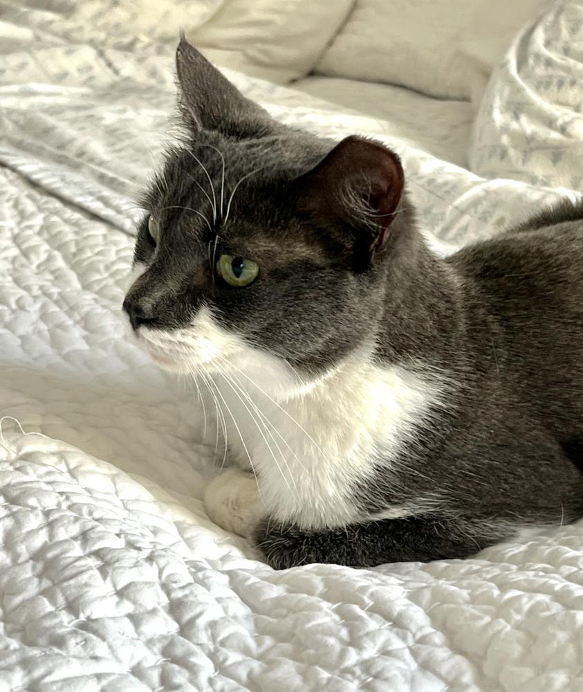 Wyatt, a Adoptable mixed breed in Oradell, NJ image 2/3