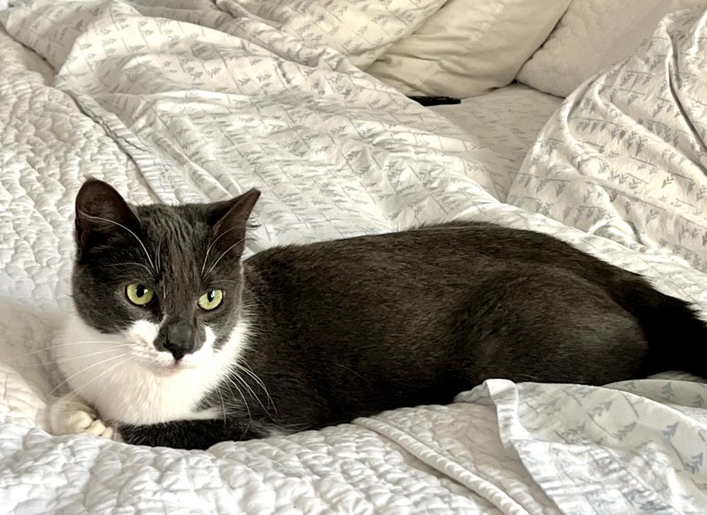 Wyatt, a Adoptable mixed breed in Oradell, NJ image 3/3